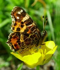 Nldesommerfugl, Araschnia levana. Horstbusche Dunghorst, Bad Zwishenahn, Ammeland, Germany 16 maj 2004. Fotograf Lars Andersen