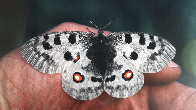 Apollo, Parnassius apollo. Hallingedalen, Norge. Medio juli 1992. Fotograf: Lars Andesen