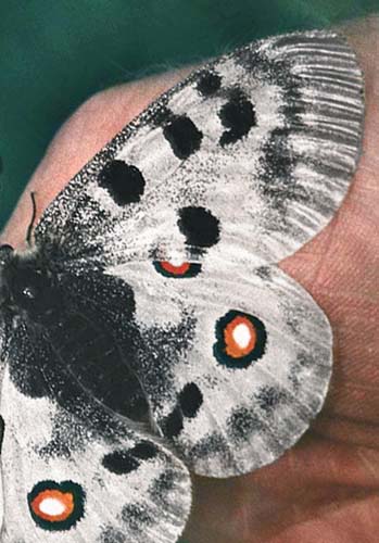 Apollo, Parnassius apollo. Hallingedalen, Norge. Medio juli 1992. Fotograf: Lars Andesen