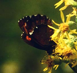 Skovbjergrandje, Erebia ligea, Nordmarken 20 km nord for Oslo, Norge. juli 1992. Fotograf: Lars Andersen