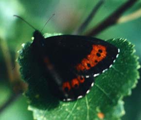 Skovbjergrandje, Erebia ligea,  Fagernes, Norge juli 1992. Fotograf: Lars Andersen