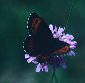 Skovbjergrandje, Erebia ligea,  Fagernes, Norge juli 1992. Fotograf: Lars Andersen