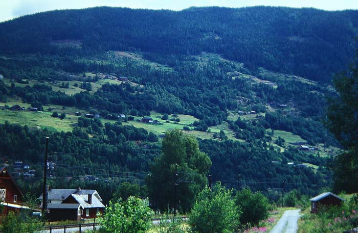 Lokalitet for Skovbjergrandje, Erebia ligea, Hallingedalen, Norge. juli 1992. Fotograf: Lars Andersen