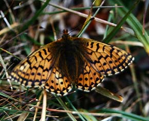 Fjeldperlemorsommerfugl, Boloria napaea hun. Valdresflya, Jotunheimen. Norge. juli 1992. Fotograf: Lars Andersen