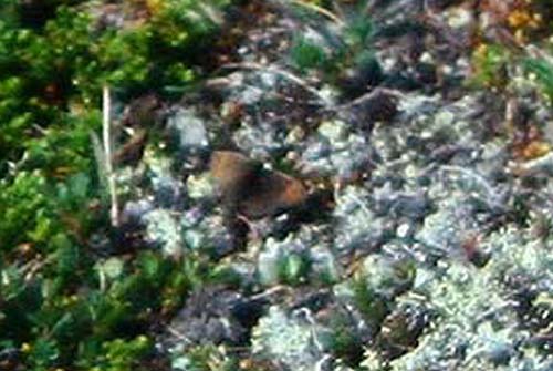 Fjeldrandje. Fagerm 1800 m.h., Bygdin, Jotunheimen. Norge. juli 1992. Fotograf: Lars Andersen