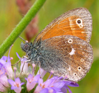 Moserandje, Coenonympha tullia. Tveta. land, Sverige. 25 juli 2004. Fotograf: Henrik Mathiassen