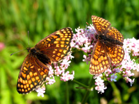 20/7: P turen til land fik jeg to billeder af Brun pletvinge, Melitaea athalia i Norje ved Slvesborg,et kurtiserende par p mjdurt. 2004. Fotograf: Henrik Mathiassen