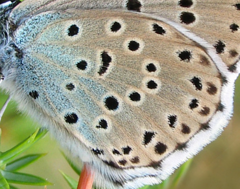 Markperlemorsommerfugl, Argynnis aglaja er nem at kende fra de 2 andre p den grnne tegning p undersiden af bagvingen. Mittlandsskogen, land, Sverige. 15 juli 2004. Fotograf: Lars Andersen