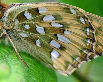 Markperlemorsommerfugl, Argynnis aglaja er nem at kende fra de 2 andre p den grnne tegning p undersiden af bagvingen. Mittlandsskogen, land, Sverige. 15 juli 2004. Fotograf: Lars Andersen