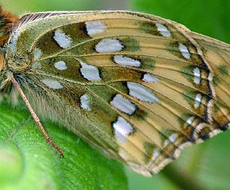 Markperlemorsommerfugl, Argynnis aglaja er nem at kende fra de 2 andre på den grønne tegning på undersiden af bagvingen. Mittlandsskogen, Øland, Sverige. 15 juli 2004. Fotograf: Lars Andersen