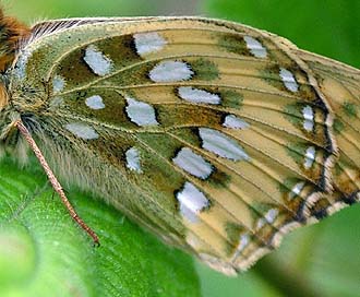 Markperlemorsommerfugl, Argynnis aglaja er nem at kende fra de 2 andre p den grnne tegning p undersiden af bagvingen. Mittlandsskogen, land, Sverige. 15 juli 2004. Fotograf: Lars Andersen