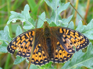 Klitperlemorsommerfugl, Argynnis niobe hun. Midtlandsskoven v Ullevie. land, Sverige.  24 juli 2004. Fotograf: Henrik Mathiassen