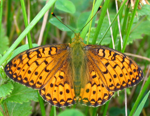 Klitperlemorsommerfugl, Argynnis niobe han. Midtlandsskoven v Ullevie. land, Sverige.  24 juli 2004. Fotograf: Henrik Mathiassen