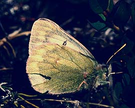 Fjeldhsommerfugl, Colias nastes, Abisko, Sverige 8 juli 1990. Fotograf: Lars Andersen