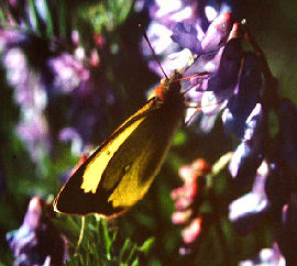 Mosehøsommerfugl, Colias palaeno, Abisko, Sverige 8 juli 1985. Fotograf: Lars Andersen