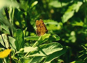 Thors Perlemorsommerfugl, Clossiana thore boralis (Hubner,1803). Bjrkliden syd for Tornetrsk, Lapland, Sverige. 1200 m. juli 1985 Fotograf: Lars Andersen