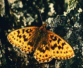 Bjergperlemorsommerfugl, Clossiana thore boralis (Hubner,1803). Bjrkliden syd for Tornetrsk, Lapland, Sverige. 1200 m. juli 1990 Fotograf: Lars Andersen