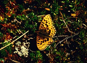 Bjergperlemorsommerfugl, Clossiana thore boralis (Hubner,1803). Bjrkliden syd for Tornetrsk, Lapland, Sverige. 1200 m. juli 1990 Fotograf: Lars Andersen