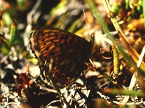 Ringet perlemorsommerfugl, Proclossiana eunomia (Esper,1799). Abisko Nationalpark syd for Torneträsk, Lapland, Sverige. 1200 m. juli 1994 Fotograf: Lars Andersen