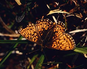 Sortringet perlemorsommerfugl, Boloria eunomia (Esper,1799). Abisko Nationalpark syd for Tornetrsk, Lapland, Sverige. 400 m. juli 1994 Fotograf: Lars Andersen