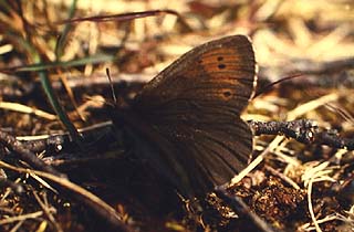 Fjeldrandje, Erebia pandrose, Kratersjn. juli - 1994. Fotograf: Lars Andersen