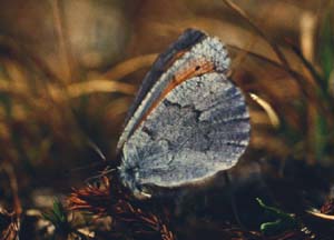 Fjeldrandje, Erebia pandrose, Kratersjn. juli - 1994. Fotograf: Lars Andersen