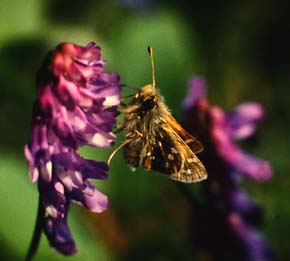 Kommabredpande, Hesperia comma. Abisko Nationalpark syd for Torneträsk, Lapland, Sverige. 12 juli 1994 Fotograf: Lars Andersen