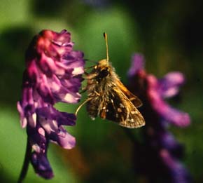 Kommabredpande, Hesperia comma. Abisko Nationalpark syd for Tornetrsk, Lapland, Sverige. 12 juli 1994 Fotograf: Lars Andersen