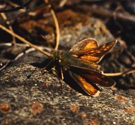 Kommabredpande, Hesperia comma. Abisko Nationalpark syd for Torneträsk, Lapland, Sverige. 12 juli 1994 Fotograf: Lars Andersen