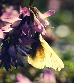 Fjeldhsommerfugl, Colias nastes, Abisko, Sverige 8 juli 1985. Fotograf: Lars Andersen