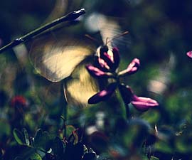 Mosehøsommerfugl, Colias palaeno, Abisko, Sverige juli 1994. Fotograf: Lars Andersen