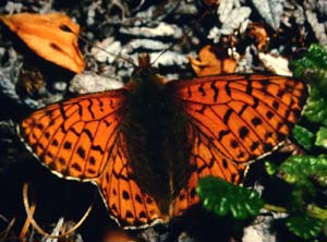 Fjeldperlemorsommerfugl, Boloria napaea, han, Kratersjn. juli - 1994. Fotograf: Lars Andersen