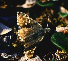 Fjeldbredpande, Pyrgus andromedae, Kratersjn. juli - 1994. Fotograf: Lars Andersen