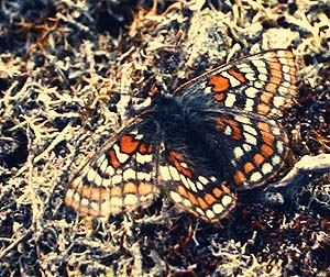 Polarpletvinge, Hypodryas iduna, Abisko, Sverige Medio juli 1985. Fotograf: Lars Andersen