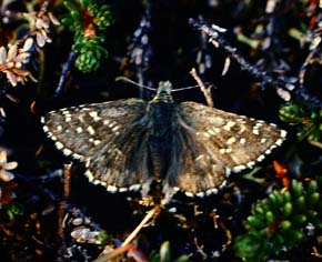 Fjeldbredpande, Pyrgus andromedae, Kratersjn. juli - 1994. Fotograf: Lars Andersen