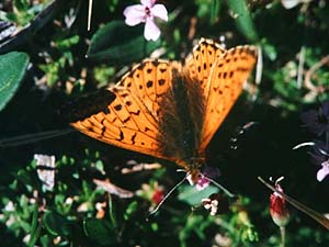 Fjeldperlemorsommerfugl, Boloria napaea han. Bjrkliden, Tornetrsk, Sverige. juli 1985. Fotograf: Lars Andersen