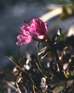 Arktisk alperose, Rhododendron lapponicum, Abisko, Sverige Medio juli 1990. Fotograf: Lars Andersen