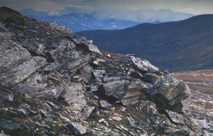 Lokalitet for Fjeldrandje, Laplandsk lyngugle og Glaciermler. Lktatjkko Fjllstation syd for Tornetrsk, Lapland, Sverige. 1200 m. juli 1994 Fotograf: Lars Andersen