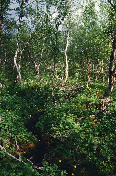 Lokalitet for Bkperlemorsommerfugl, Bjrkliden, Tornetrsk, Sverige. d. 13 juli 1985. Fotograf: Lars Andersen