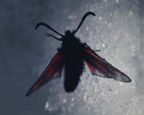 Fjeldkllesvrmer, Zygaena exulans, Nulja, Abisko syd for Tornetrsk, Lapland, Sverige. 1200 m. juli 1994 Fotograf: Lars Andersen