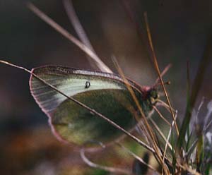 Mosehøsommerfugl, Colias palaeno, Abisko, Sverige juli 1994. Fotograf: Lars Andersen