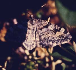 Xanthorhoe abrasaria. Kratersjön. juli - 1994. Fotograf: Lars Andersen