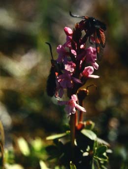 Fjeldkllesvrmer, Zygaena exulans, Abisko syd for Tornetrsk, Lapland, Sverige. 400 m. juli 1994 Fotograf: Lars Andersen