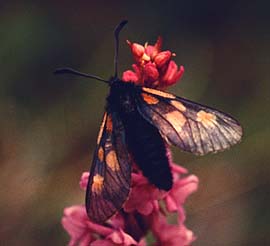 Fjeldkllesvrmer, Zygaena exulans, Abisko syd for Tornetrsk, Lapland, Sverige. 400 m. juli 1994 Fotograf: Lars Andersen