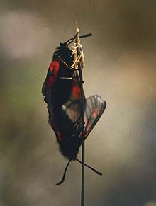 Fjeldkllesvrmer, Zygaena exulans, Abisko syd for Tornetrsk, Lapland, Sverige. 400 m. juli 1994 Fotograf: Lars Andersen