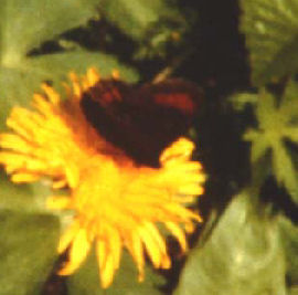 Skovbjergrandje, Erebia ligea, Bjrkliden, Tornetrask, Sverige. d. 13 juli 1985. Fotograf: Lars Andersen