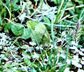 Arktisk hsommerfugl, Colias nastes, Abisko, Sverige juli 1990. Fotograf: Lars Andersen