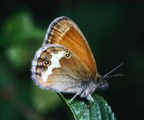 Perlemorrandje, Coenonympha arcania. Mittlandsskogen, land, Sverige. juni 1983. Fotograf: Lars Andersen