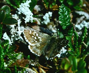 Fjeldbredpande, Pyrgus andromedae, Kratersjn. juli - 1990. Fotograf: Lars Andersen