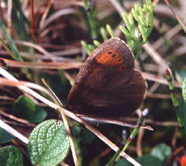 Fjeldrandje, Erebia pandrose, Bjrkliden, Tornetrask, Sverige. d. 13 juli 1985. Fotograf: Lars Andersen